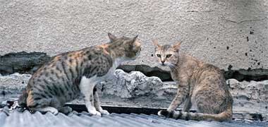 Two street cats preparing to fight