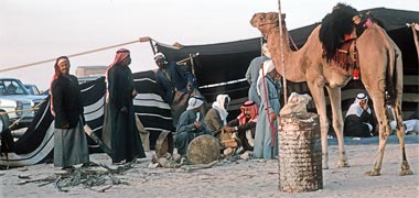 A camels stands in front of a traditional tent