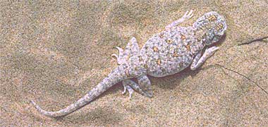A toad-headed agamid