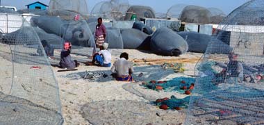 The construction of fish traps