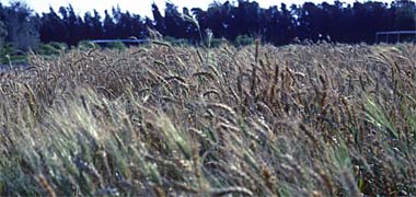Wheat being cultivated in a farm in the north of the peninsula